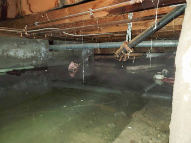 Best Flood damage cleanup  in Albers, IL