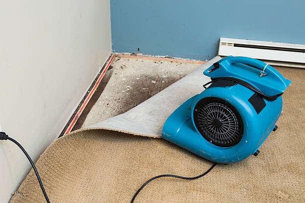 Best Water damage cleanup near me  in Albers, IL